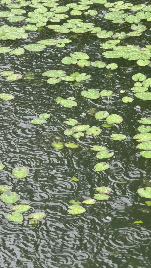 Rain falling on water surface and waterlily with ripples and bubbles 库存影片 248374651