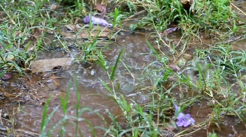 Rain falling on weeds Stock Footage 749381
