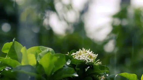 Rain falling on white ixora flowers and green leaves in a dark moody garden Stockbeeldmateriaal 325728320