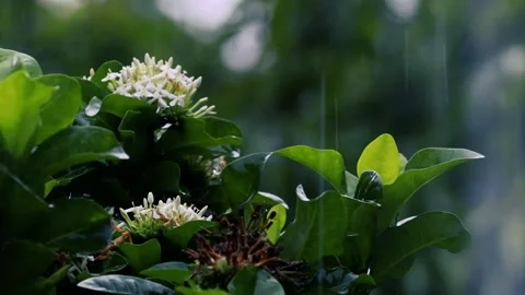 Rain falling on white ixora flowers and green leaves in a dark moody garden Vídeos de archivo 325728371