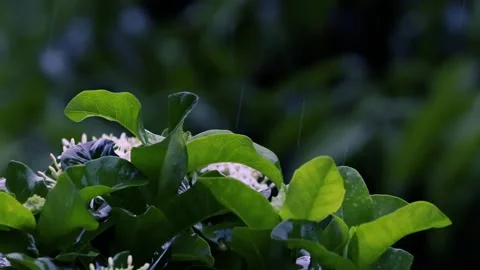 Rain falling on white ixora flowers and green leaves in a dark moody garden Stockbeeldmateriaal 327058655