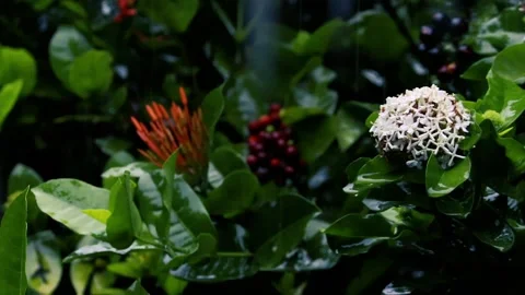 Rain falling on white ixora flowers and green leaves in a dark moody garden Stockbeeldmateriaal 329109168