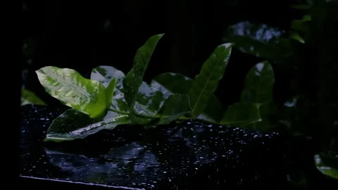 Rain falling on white ixora flowers and green leaves in a dark moody garden Stockbeeldmateriaal 329110112