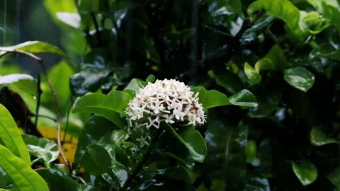 Rain falling on white ixora flowers and green leaves in a dark moody garden Stock Footage 329124801