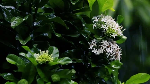 Rain falling on white ixora flowers and green leaves in a dark moody garden Stock Footage 329124815