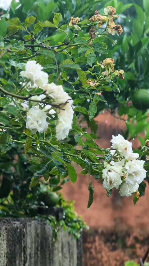 Rain Falling on White Roses in a Lush Garden Vídeo Stock 345116406