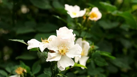 Rain falling on White Wild Rose flowers - Close up Stock Footage 86776061
