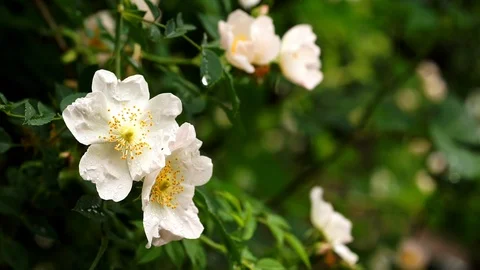 Rain falling on White Wild Rose flowers - Close up Stock Footage 86811782