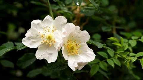 Rain falling on White Wild Rose flowers - Close up Stock Footage 86811813