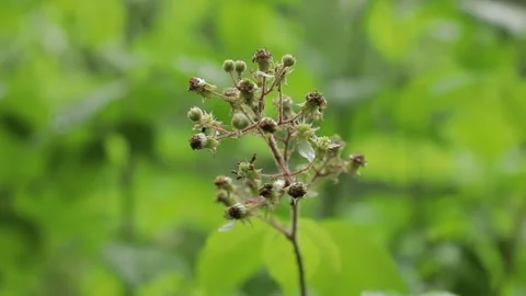 Rain Falling on Wild Forest Plant — Shallow Depth of Field Stock Footage 345459274