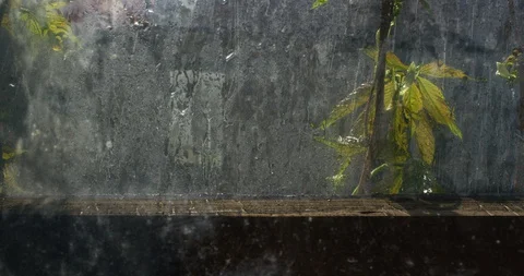 Rain falling on window surface. Rainy season. Water drops falling on glass. Stock Footage 129892196