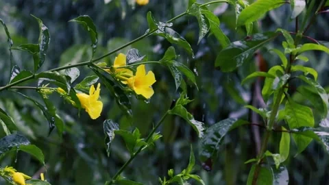 Rain falling on yellow allamanda flowers and green leaves in a garden Stock Footage 329124797