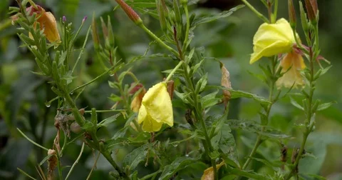Rain falling on yellow common evening primrose flowers, close up, 4K Stock Footage 79351598