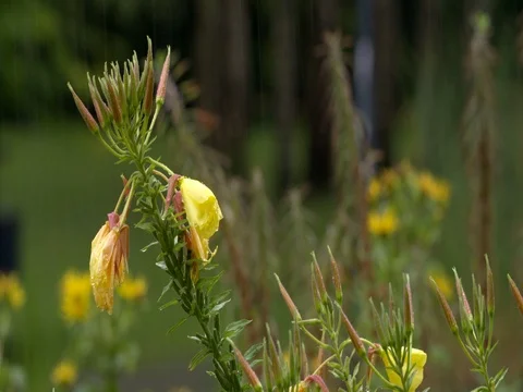 Rain falling on yellow common evening primrose flowers, medium shot, 4K Stock Footage 79352017