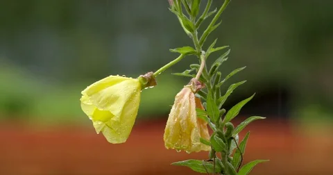 Rain falling on yellow common evening primrose flowers, close up, 4K Stock Footage 79352109
