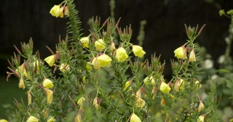 Rain falling on yellow evening primrose flowers Stock Footage 79352434