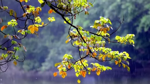 Rain Falling on Yellow Green Leaves Tree Branch Bokeh Forest Background Stock Footage 340270705