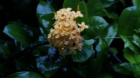 Rain falling on yellow ixora flowers and green leaves in a dark moody garden Stockbeeldmateriaal 330772415