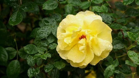 Rain falling on Yellow Rose flower - Close up Stock Footage 86830834