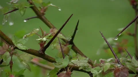 Rain falling on young leaves and thorns Video stock 10586457