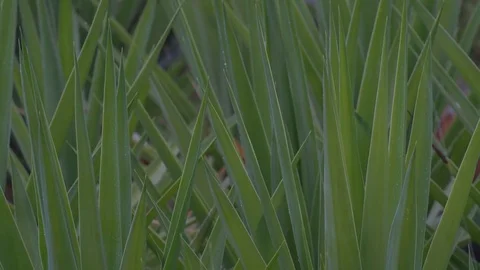 Rain Falling on Yucca Palm Leafs Stock Footage 84130395