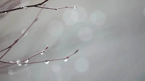 Rain falling,droplets on the branch Stock Footage 48294679