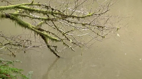 Rain falls against moss covered tree into lake 動画素材 70843293