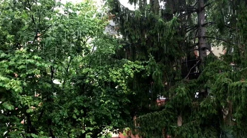 Rain falls among trees in a courtyard Stock Footage 97446880