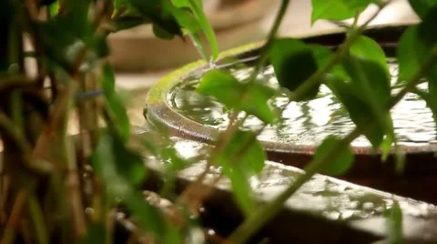 Rain falls and splashes on lilly pond Video stock 41501008