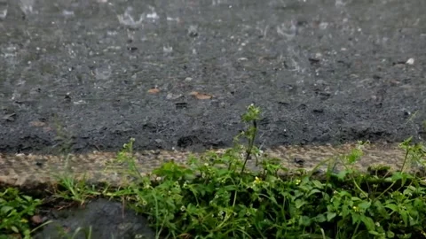 Rain falls on the asphalt road and green grass on the side of the road Stock Footage 319906168