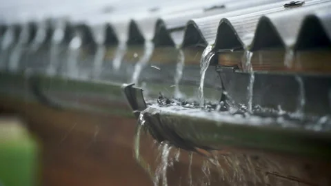 The rain falls on the branches of plants Stock Footage 134392369
