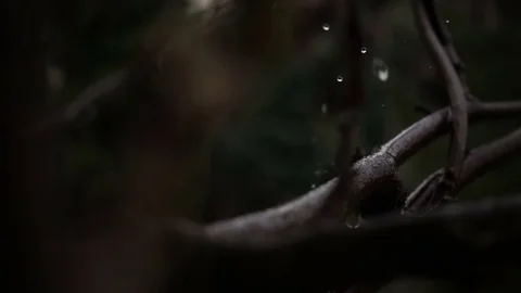 Rain falls on the branches. Water drops in slow motion Video stock 74716016
