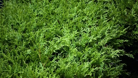 Rain falls down in front of green plant Stock-Footage 78564088