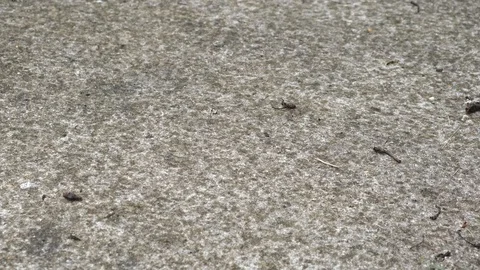 Rain falls on dry pavement turning it wet and dark Stock Footage 112135977