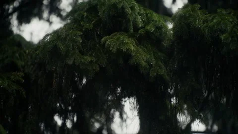 Rain falls on evergreen tree branches with water dripping from pine needles in Stock Footage 338188396