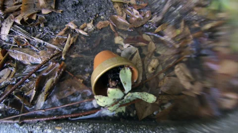 Rain falls on fallen potted succulent 스톡 동영상 35698226