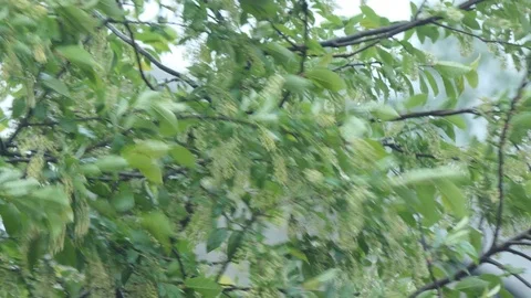 Rain falls on the flowering bird cherry and Rowan Stock-Footage 109440864