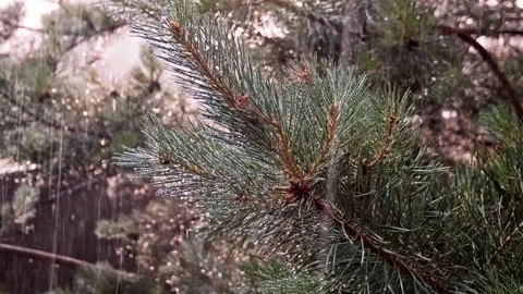 Rain falls Stock Footage 299755321