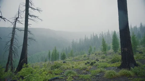 Rain falls on forest with dead trees in foreground on Mt Hood Oregon Stock-Footage 232353627