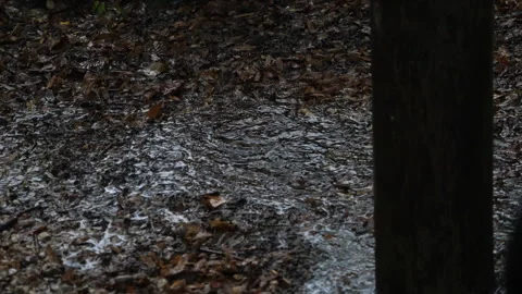 Rain falls in a forest 動画素材 294206438