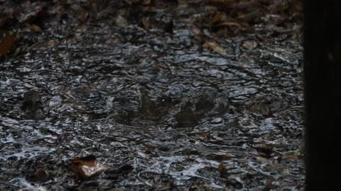 Rain falls in a forest 動画素材 294206439