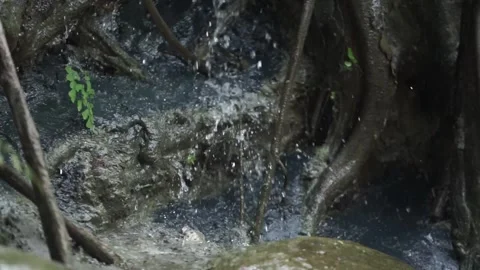 Rain falls on the forest trees Stock Footage 260213143