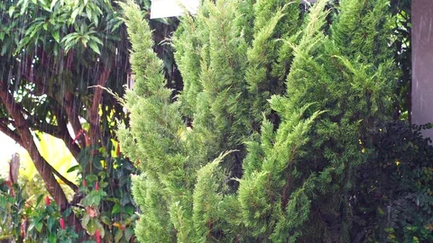 Rain falls in the garden The background is a tree with light sunshine. chiang Stock Footage 86485134