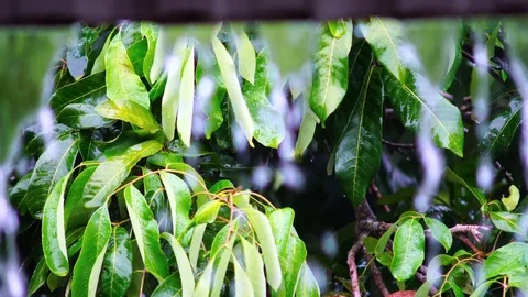 Rain falls in the garden The background is a tree with light sunshine. chiang Stock Footage 86485153
