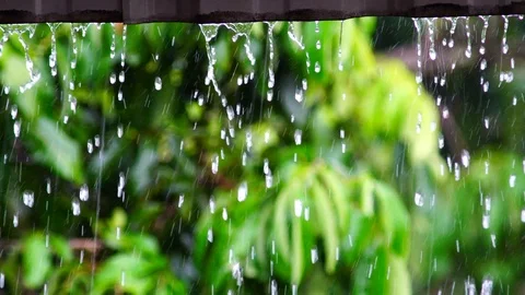 Rain falls in the garden The background is a tree with light sunshine. chiang Stock Footage 86485271