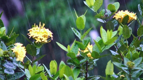 Rain falls in the garden The background is a tree with light sunshine. chiang Stock Footage 86485273