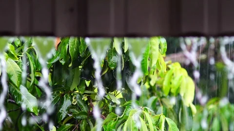 Rain falls in the garden The background is a tree with light sunshine. chiang Video stock 86485348