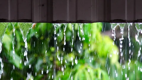 Rain falls in the garden The background is a tree with light sunshine. chiang Stock Footage 86485401
