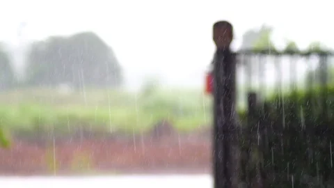 Rain falls in the garden The background is a tree with light sunshine. chiang Stock Footage 86485411