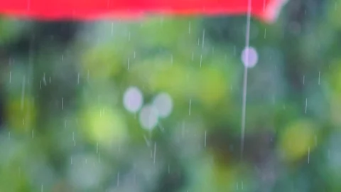 Rain falls in the garden The background is a tree with light sunshine. chiang Stock Footage 86485416